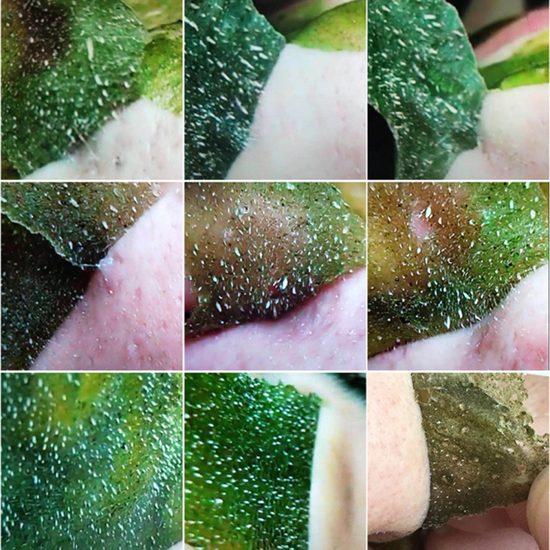 120g Natural Plant Green Tea Peeling Powder Shrinks Pores Mask